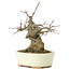 Acer buergerianum, 15 cm, ± 35 years old, with a nebari of 8 cm