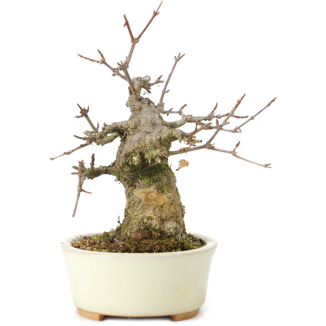Acer buergerianum, 15 cm, ± 35 años, con un nebari de 8 cm