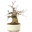 Acer buergerianum, 15 cm, ± 35 anni, con un nebari di 8 cm