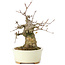 Acer buergerianum, 15 cm, ± 35 años, con un nebari de 8 cm