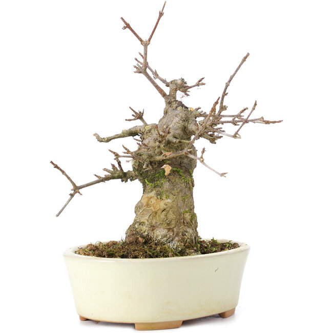 Acer buergerianum, 15 cm, ± 35 años, con un nebari de 8 cm