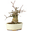Acer buergerianum, 15 cm, ± 35 anni, con un nebari di 8 cm