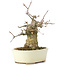 Acer buergerianum, 15 cm, ± 35 años, con un nebari de 8 cm