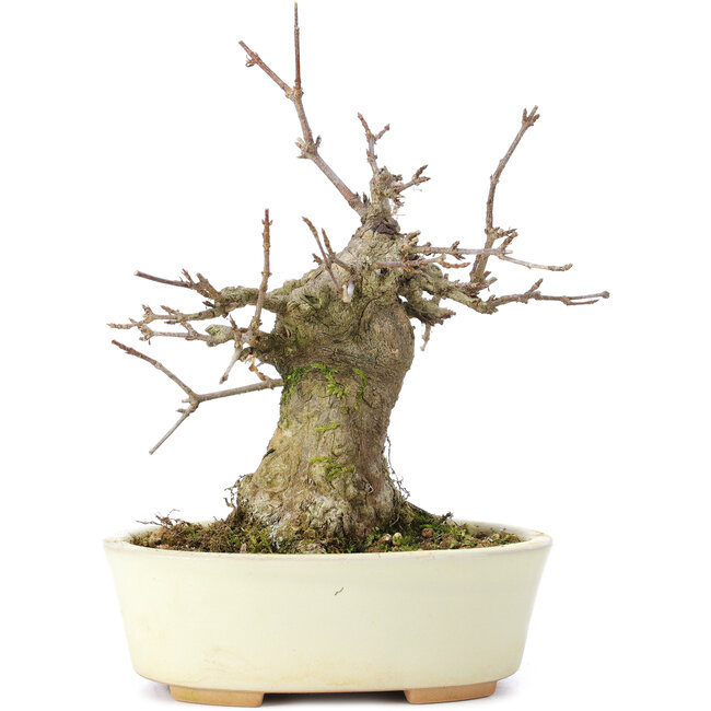 Acer buergerianum, 15 cm, ± 35 años, con un nebari de 8 cm