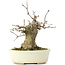 Acer buergerianum, 15 cm, ± 35 anni, con un nebari di 8 cm