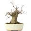 Acer buergerianum, 15 cm, ± 35 jaar oud, met een nebari van 8 cm