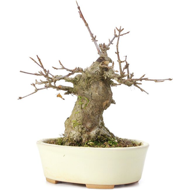 Acer buergerianum, 15 cm, ± 35 years old, with a nebari of 8 cm