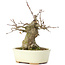 Acer buergerianum, 15 cm, ± 35 anni, con un nebari di 8 cm