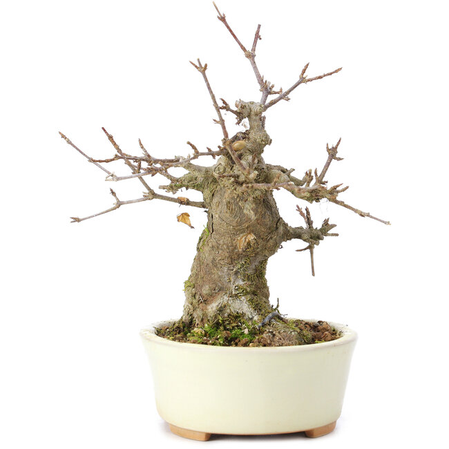 Acer buergerianum, 15 cm, ± 35 Jahre alt, mit einem Nebari von 8 cm