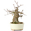 Acer buergerianum, 15 cm, ± 35 anni, con un nebari di 8 cm