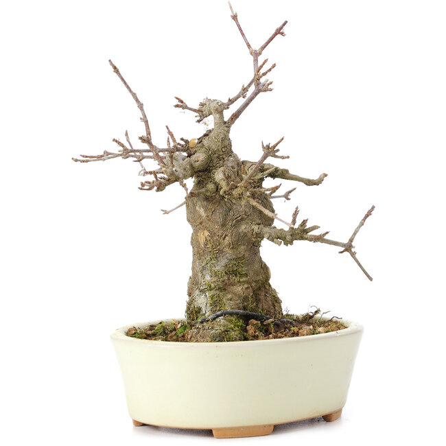 Acer buergerianum, 15 cm, ± 35 ans, avec un nebari de 8 cm