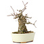Acer buergerianum, 15 cm, ± 35 anni, con un nebari di 8 cm