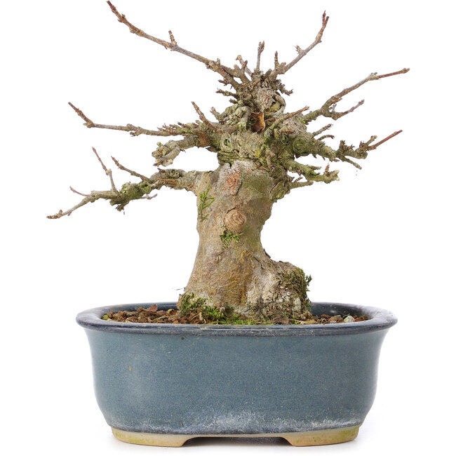 Acer buergerianum, 12 cm, ± 35 anni, con un nebari di 6 cm