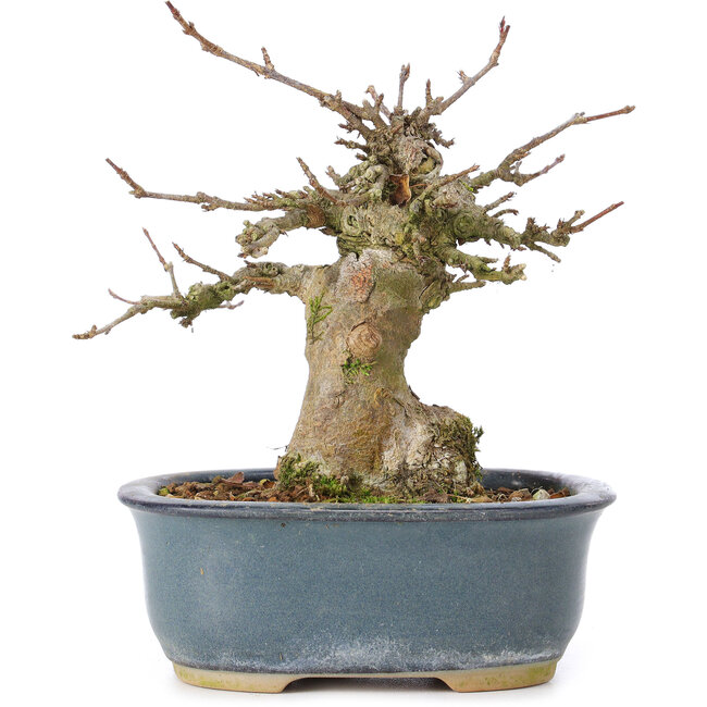 Acer buergerianum, 12 cm, ± 35 años, con un nebari de 6 cm