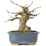 Acer buergerianum, 12 cm, ± 35 anni, con un nebari di 6 cm