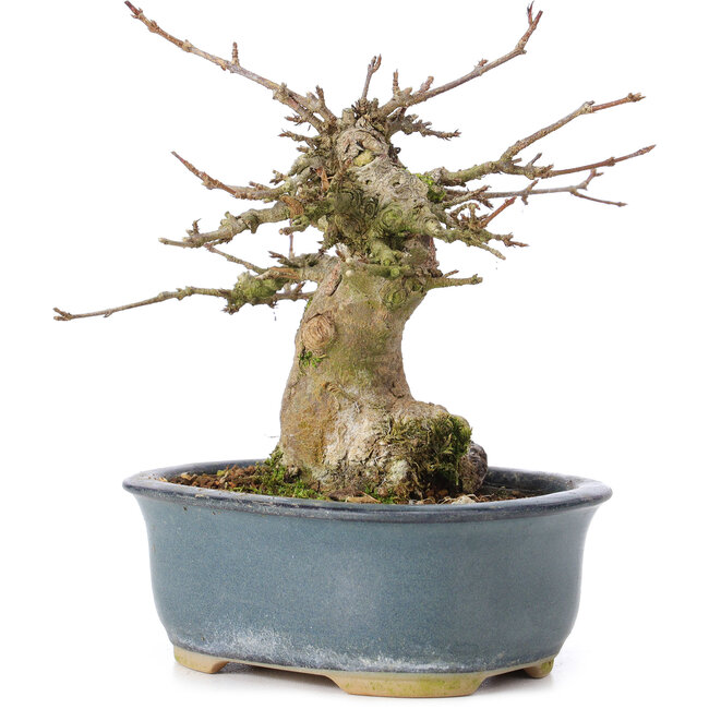 Acer buergerianum, 12 cm, ± 35 años, con un nebari de 6 cm