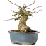 Acer buergerianum, 12 cm, ± 35 anni, con un nebari di 6 cm