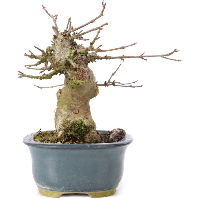 Acer buergerianum, 12 cm, ± 35 anni, con un nebari di 6 cm