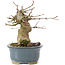 Acer buergerianum, 12 cm, ± 35 anni, con un nebari di 6 cm
