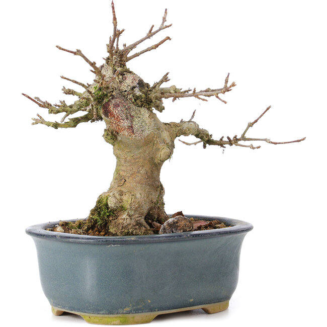 Acer buergerianum, 12 cm, ± 35 jaar oud, met een nebari van 6 cm