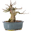Acer buergerianum, 12 cm, ± 35 anni, con un nebari di 6 cm