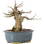Acer buergerianum, 12 cm, ± 35 years old, with a nebari of 6 cm