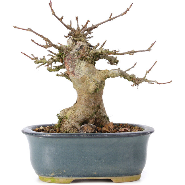 Acer buergerianum, 12 cm, ± 35 jaar oud, met een nebari van 6 cm