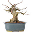 Acer buergerianum, 12 cm, ± 35 anni, con un nebari di 6 cm
