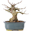 Acer buergerianum, 12 cm, ± 35 años, con un nebari de 6 cm