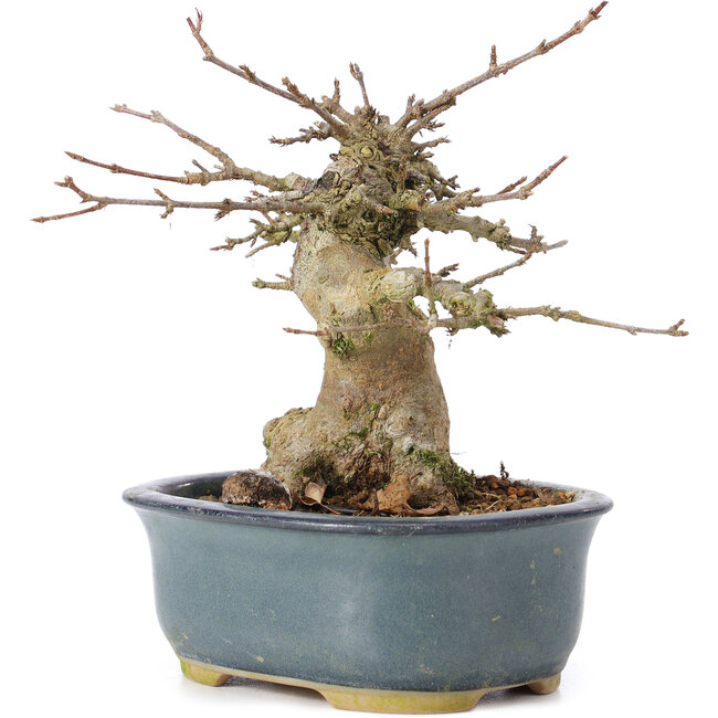 Acer buergerianum, 12 cm, ± 35 jaar oud, met een nebari van 6 cm