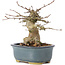 Acer buergerianum, 12 cm, ± 35 anni, con un nebari di 6 cm
