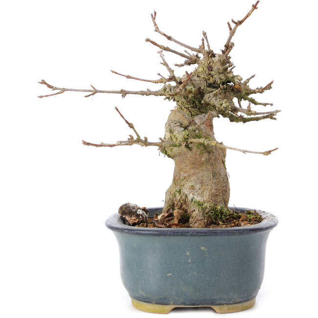 Acer buergerianum, 12 cm, ± 35 ans, avec un nebari de 6 cm