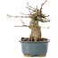 Acer buergerianum, 12 cm, ± 35 anni, con un nebari di 6 cm