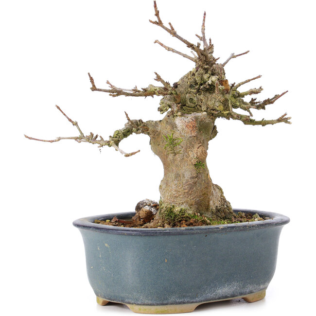 Acer buergerianum, 12 cm, ± 35 ans, avec un nebari de 6 cm