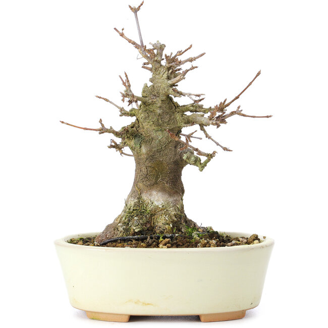 Acer buergerianum, 14 cm, ± 35 anni, con un nebari di 8 cm