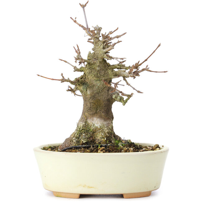 Acer buergerianum, 14 cm, ± 35 years old, with a nebari of 8 cm