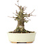 Acer buergerianum, 14 cm, ± 35 jaar oud, met een nebari van 8 cm