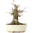 Acer buergerianum, 14 cm, ± 35 years old, with a nebari of 8 cm