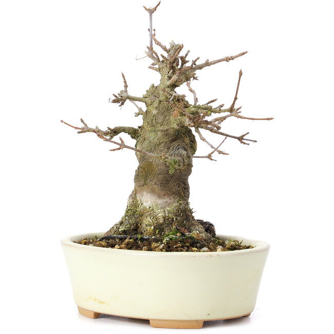Acer buergerianum, 14 cm, ± 35 years old, with a nebari of 8 cm