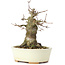 Acer buergerianum, 14 cm, ± 35 years old, with a nebari of 8 cm