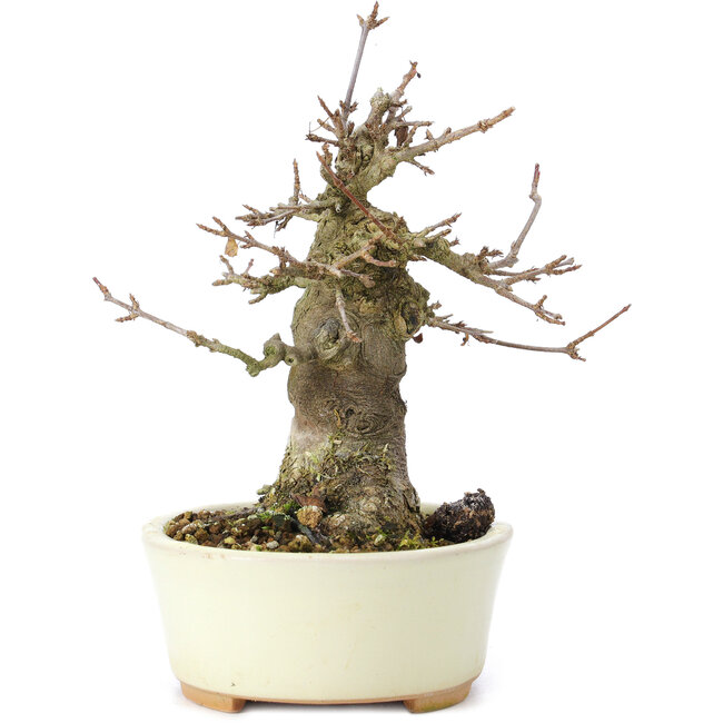 Acer buergerianum, 14 cm, ± 35 ans, avec un nebari de 8 cm