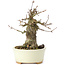 Acer buergerianum, 14 cm, ± 35 ans, avec un nebari de 8 cm