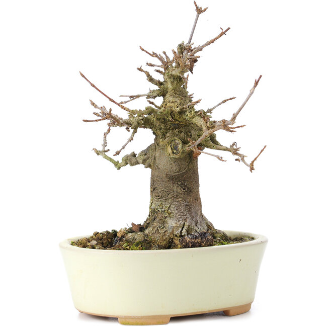 Acer buergerianum, 14 cm, ± 35 ans, avec un nebari de 8 cm