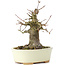 Acer buergerianum, 14 cm, ± 35 ans, avec un nebari de 8 cm