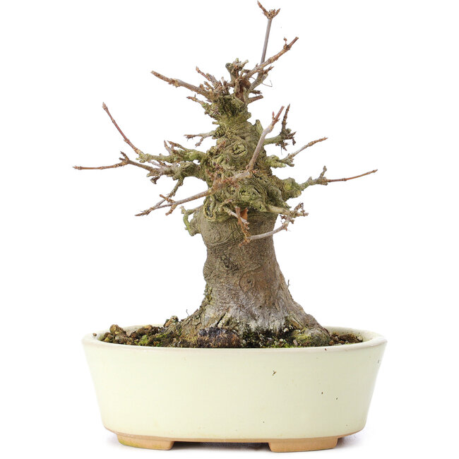 Acer buergerianum, 14 cm, ± 35 jaar oud, met een nebari van 8 cm