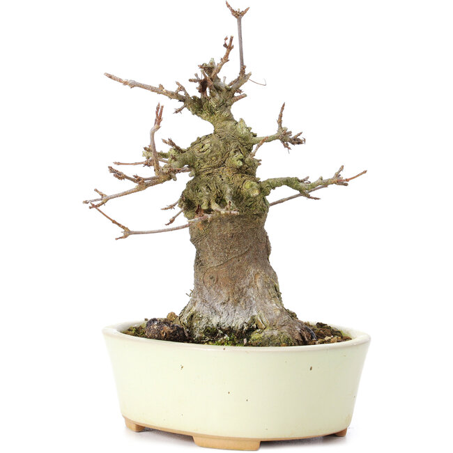 Acer buergerianum, 14 cm, ± 35 jaar oud, met een nebari van 8 cm