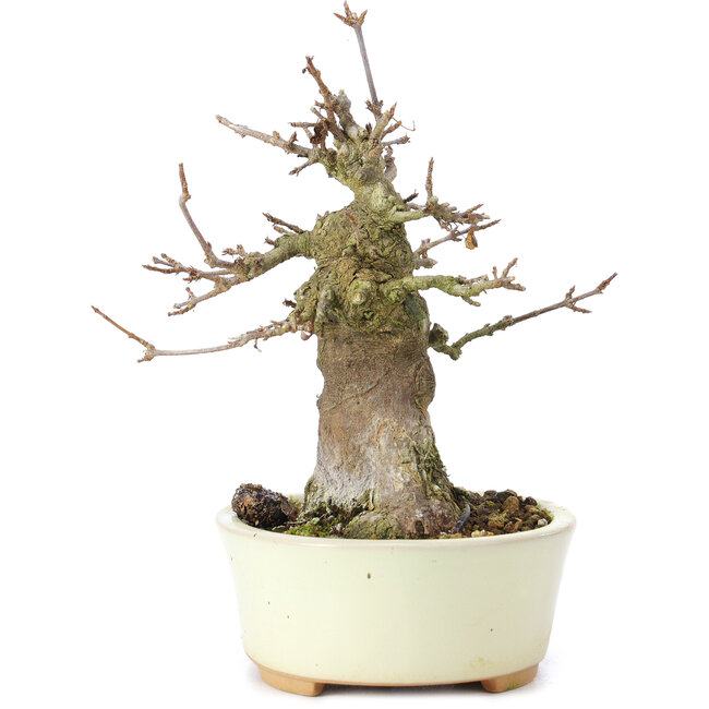 Acer buergerianum, 14 cm, ± 35 years old, with a nebari of 8 cm