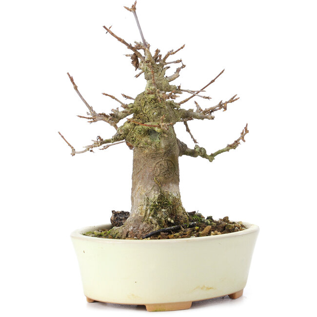 Acer buergerianum, 14 cm, ± 35 jaar oud, met een nebari van 8 cm