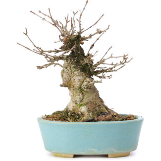 Acer buergerianum, 13 cm, ± 35 anni