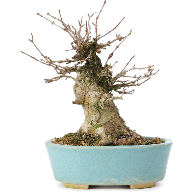 Acer buergerianum, 13 cm, ± 35 years old, with a nebari of 8 cm